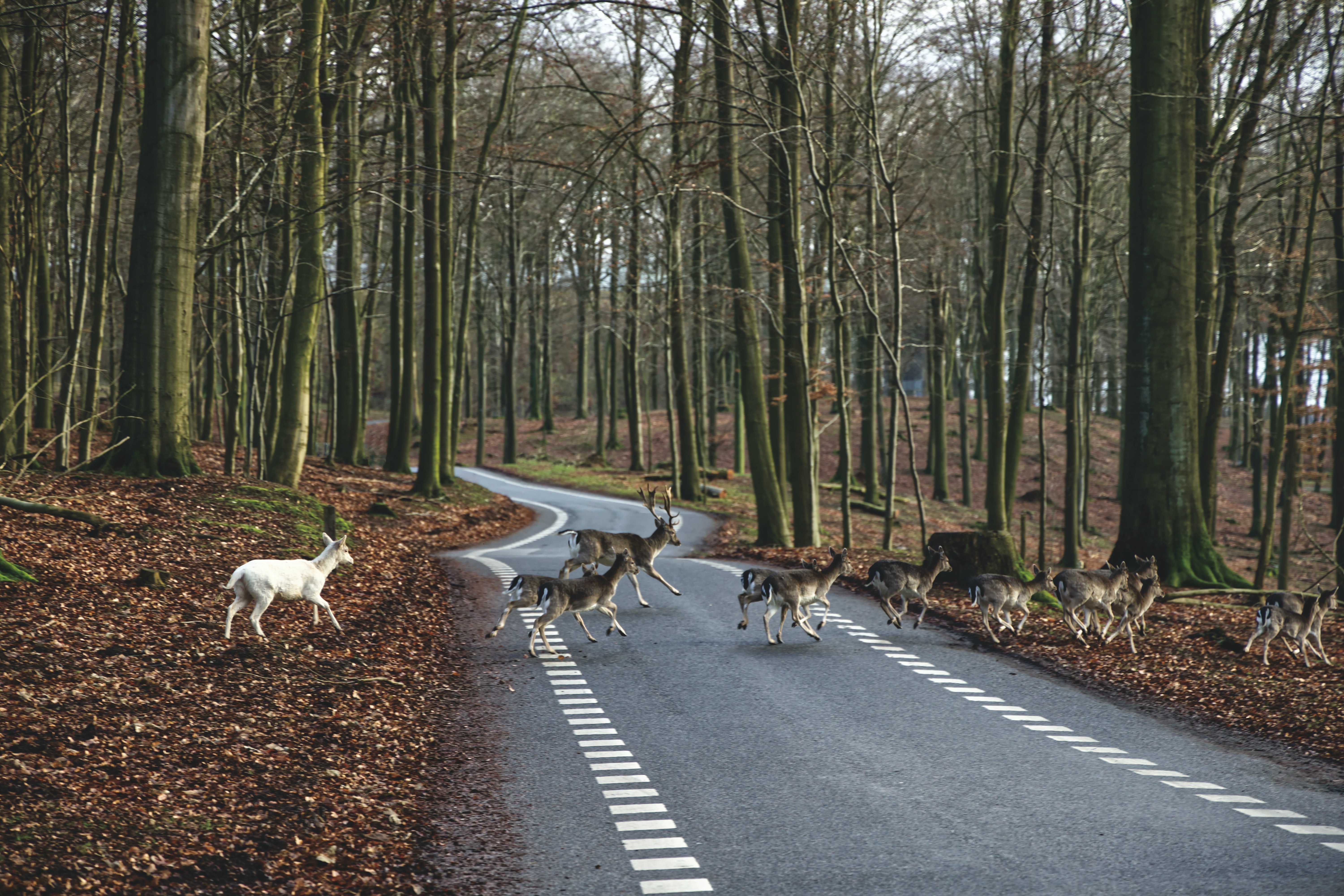 animals crossing