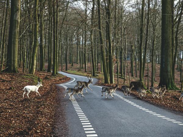 animals crossing
