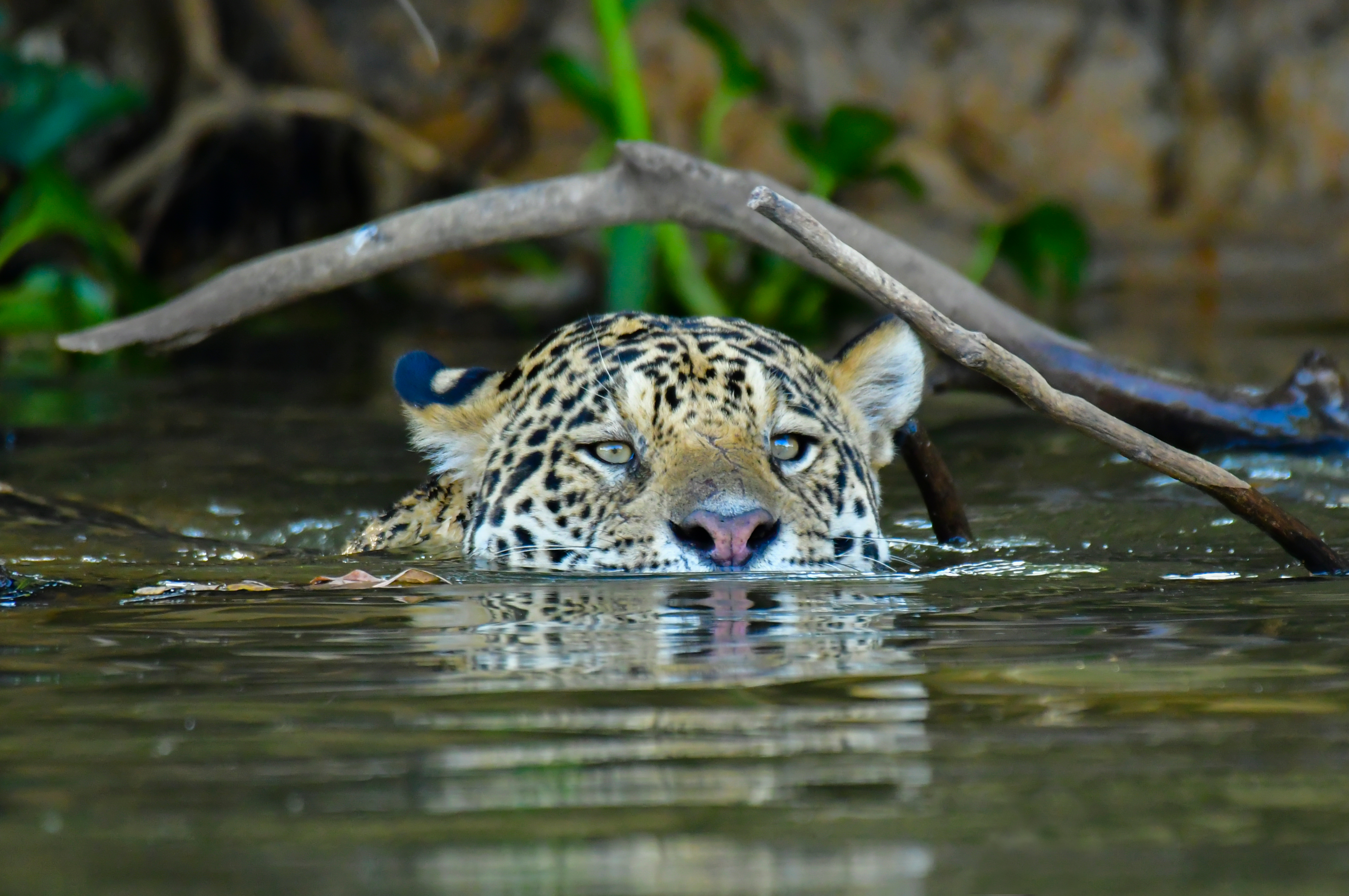 A swimming jaguar