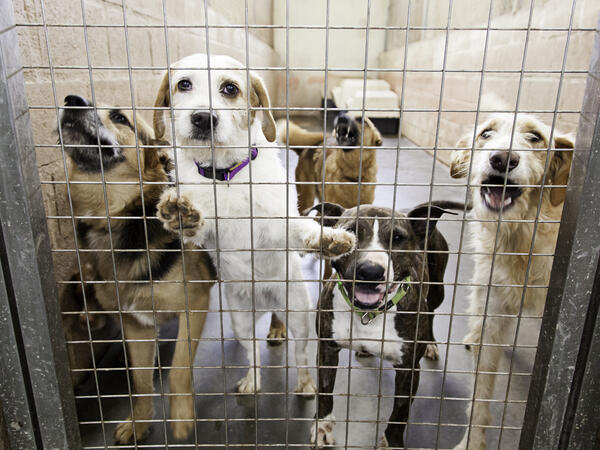 Dog Licensing 